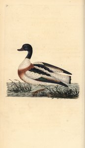 Tarro blanco, Tadorna tadorna. Grabado en cobre coloreado a mano dibujado y grabado por Edward Donovan de su propia “Historia Natural de las Aves Británicas,” Londres