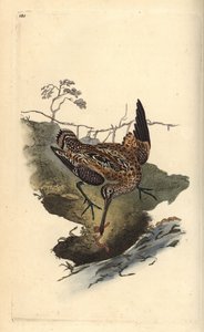 Agachadiza común, Gallinago gallinago, atrapando un gusano. Grabado en cobre coloreado a mano dibujado y grabado por Edward Donovan de su propia 