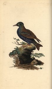 Estornino común, Sturnus vulgaris. Grabado en cobre coloreado a mano dibujado y grabado por Edward Donovan de su propia “Historia Natural de las Aves Británicas”, Londres de Edward Donovan