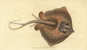 Raya común, Dasyatis pastinaca (Raya látigo, Raja pastinacea). Grabado en cobre coloreado a mano dibujado y grabado por Edward Donovan de su Historia Natural de los Peces Británicos, Donovan y F.C. y J. Rivington, Londres