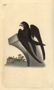 Vencejo común, Apus apus. Ilustración de la 