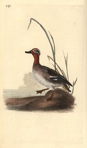 Cerceta común, Anas crecca, macho. Grabado en cobre coloreado a mano dibujado y grabado por Edward Donovan de su propia “Historia Natural de las Aves Británicas,” Londres de Edward Donovan