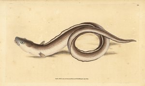 Muraena conger, congrio. Grabado en cobre coloreado a mano dibujado y grabado por Edward Donovan de su Historia Natural de los Peces Británicos, Donovan y F.C. y J. Rivington, Londres de Edward Donovan
