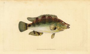 Cabrilla dorada, Symphodus melops (Labrus cornubius). Grabado en cobre coloreado a mano dibujado y grabado por Edward Donovan de su Historia Natural de los Peces Británicos, Donovan y F.C. y J. Rivington, Londres