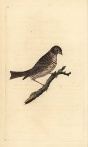 Escribano triguero, Miliaria calandra. Grabado a mano coloreado por Edward Donovan de su propia 