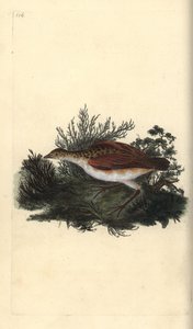 Guión de codornices, Crex crex. Casi amenazado. Grabado en cobre coloreado a mano dibujado y grabado por Edward Donovan de su propia “Historia Natural de las Aves Británicas”, Londres de Edward Donovan
