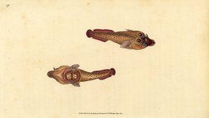 Chupador de Cornualles, Lepadogaster purpurea (Chupador ocelado, Cyclopterus ocellatus) de Edward Donovan