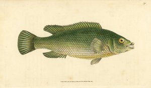 Cabrilla, Labrus mixtus (Labrus lineatus). Grabado en cobre coloreado a mano dibujado y grabado por Edward Donovan de su Historia Natural de los Peces Británicos, Donovan y F.C. y J. Rivington, Londres de Edward Donovan