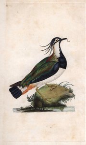 Avefría. Vanellus vanellus (Tringa vanellus). Grabado en cobre por Edward Donovan (1768-1837), publicado en Historia natural de las aves británicas, Londres