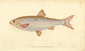Cacho, Leuciscus leuciscus (Cyprinus leuciscus). Grabado en cobre coloreado a mano dibujado y grabado por Edward Donovan de su Historia Natural de los Peces Británicos, Donovan y F.C. y J. Rivington, Londres de Edward Donovan