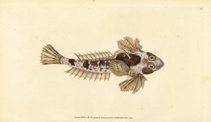 Dragoncito, Callionymus lyra (Dragoncito sórdido, Callionymus dracunculus) de Edward Donovan