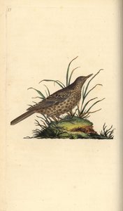 Alondra oscura, Pinarocorys nigricans. Grabado en cobre coloreado a mano dibujado y grabado por Edward Donovan de su propia “Historia Natural de las Aves Británicas,” Londres de Edward Donovan