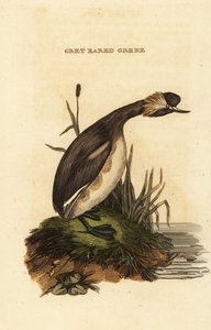 Zampullín cuellirrojo, adulto, Podiceps auritus de Edward Donovan