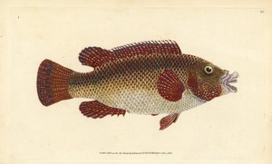 Pez verde del Atlántico oriental, Symphodus tinca (Vieja antigua o vieja, Labrus tinca). Grabado en cobre coloreado a mano dibujado y grabado por Edward Donovan de su Historia Natural de los Peces Británicos, Donovan y F.C. y J. Rivington, Londres de Edward Donovan