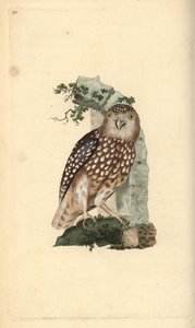 Mochuelo europeo, Glaucidium passerinum. Grabado en cobre coloreado a mano dibujado y grabado por Edward Donovan de su propia “Historia Natural de las Aves Británicas,” Londres de Edward Donovan