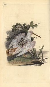 Becada euroasiática, Scolopax rusticola. Ilustración de la 