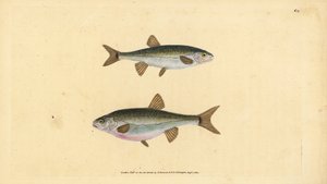 Pez minnow, Phoxinus phoxinus (Cyprinus phoxinus). Grabado en cobre coloreado a mano dibujado y grabado por Edward Donovan de su Historia Natural de los Peces Británicos, Donovan y F.C. y J. Rivington, Londres de Edward Donovan