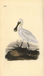 Espátula común, Platalea leucorodia. Grabado en cobre coloreado a mano dibujado y grabado por Edward Donovan de su propia 