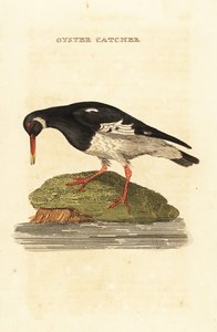 Ostrero euroasiático, Haematopus ostralegus de Edward Donovan