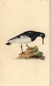 Ostrero euroasiático, Haematopus ostralegus de Edward Donovan