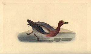 Silbón europeo, Anas penelope. Ilustración a mano de cobre grabada por Edward Donovan de su propio 