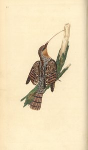 Torcecuello euroasiático, Jynx torquilla. Grabado en cobre coloreado a mano dibujado y grabado por Edward Donovan de su propia "Historia Natural de las Aves Británicas," Londres