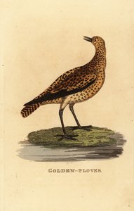 Chorlito dorado europeo, Pluvialis apricaria de Edward Donovan