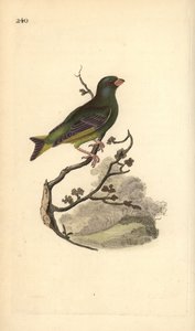 Verderón europeo, Carduelis chloris. Grabado a mano coloreado por Edward Donovan de su propia 