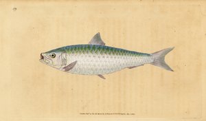 Sardina europea, Sardina pilchardus. Grabado a mano coloreado por Edward Donovan de su Historia Natural de los Peces Británicos, Donovan y F.C. y J. Rivington, Londres