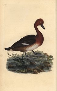 Porrón pardo, Aythya nyroca (grabado a mano por Edward Donovan de su 