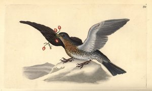 Zorzal real, Turdus pilaris (grabado a mano por Edward Donovan de su 