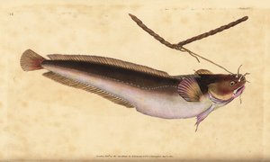 Moteada de cinco barbas, Ciliata mustela (Bacalao de cinco barbas, Gadus mustela). Grabado en cobre coloreado a mano dibujado y grabado por Edward Donovan de su Historia Natural de los Peces Británicos, Donovan y F.C. y J. Rivington, Londres