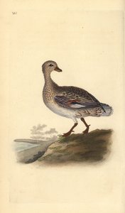 Ánade friso (hembra), Anas strepera. Grabado en cobre coloreado a mano dibujado y grabado por Edward Donovan de su propia “Historia Natural de las Aves Británicas,” Londres