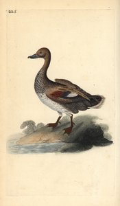 Ánade friso (macho), Anas strepera. Grabado a mano coloreado por Edward Donovan de su propia Historia Natural de las Aves Británicas, Londres de Edward Donovan