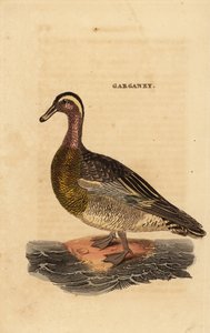 Cerceta carretona, Spatula querquedula, pequeño pato buceador de Edward Donovan
