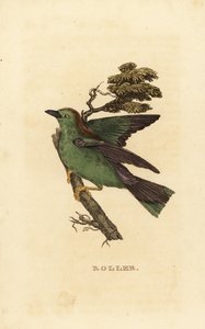 Carraca europea, Coracias garrulus