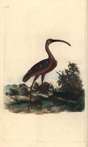 Ibis brillante, Plegadis falcinellus de Edward Donovan