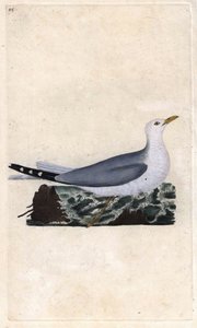 Gaviota cana. Larus canus de Edward Donovan