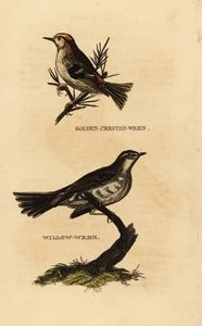Reyezuelo sencillo, Regulus regulus, y mosquitero musical, Phylloscopus trochilus de Edward Donovan