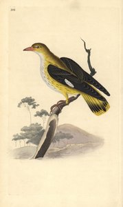 Oropéndola europea (hembra), Oriolus oriolus