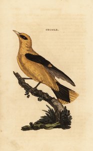 Oropéndola europea, Oriolus oriolus