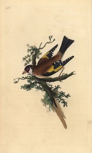 Jilguero, Carduelis carduelis. Grabado a mano coloreado por Edward Donovan de su propia Historia Natural de las Aves Británicas, Londres de Edward Donovan