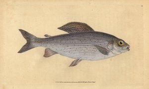 Grayling, Thymallus thymallus (Salmo thymallus). Grabado en cobre coloreado a mano dibujado y grabado por Edward Donovan de su Historia Natural de los Peces Británicos, Donovan y F.C. y J. Rivington, Londres