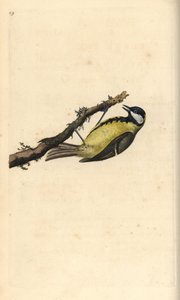Carbonero común, Parus Major de Edward Donovan