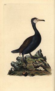 Cormorán grande, Phalacrocorax carbo. Grabado a mano coloreado por Edward Donovan de su propia 