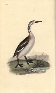 Somormujo lavanco, Podiceps cristatus (grabado a mano por Edward Donovan de su 