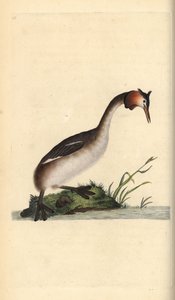 Somormujo lavanco, Podiceps cristatus de Edward Donovan