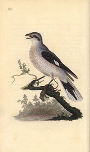 Alcaudón norteño (hembra), Lanius excubitor. Grabado a mano coloreado por Edward Donovan de su propia Historia Natural de las Aves Británicas, Londres de Edward Donovan