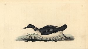 Colimbo grande, Gavia immer de Edward Donovan