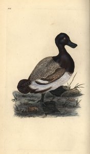 Porrón bastardo, Aythya marila (grabado a mano por Edward Donovan de su 